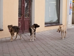 Одесса