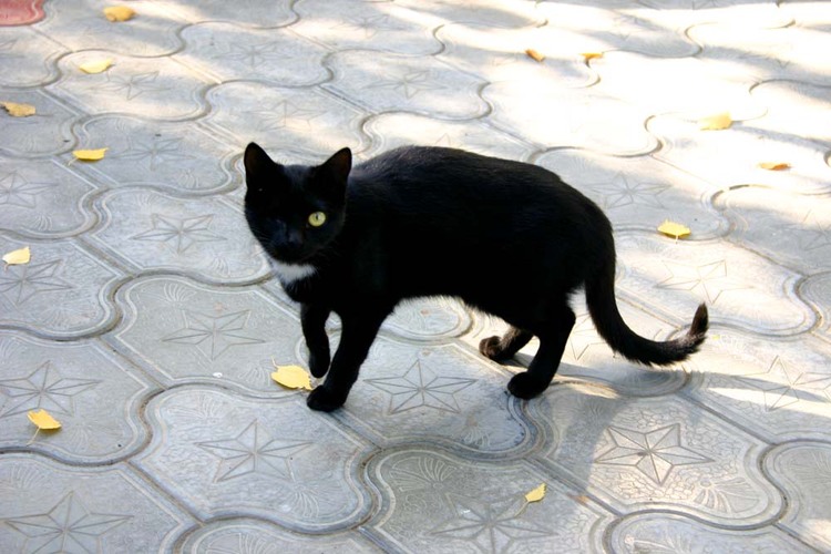 «А ЧЕРНОМУ КОТУ...ТАК И НЕ ВЕЗЕТ! (ОДНОГЛАЗЫЙ)»