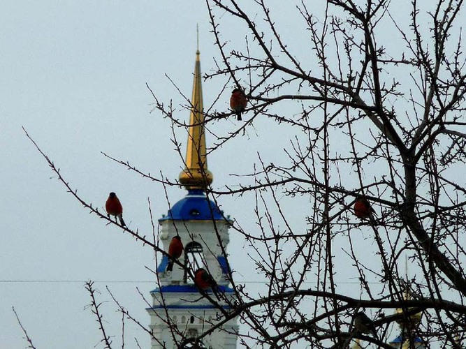 «СНЕГИРИ НА ВЕТКАХ»