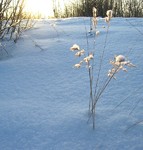 В солнечном луче!..