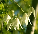 Дикий хмель (княжик сибирский) цветет!