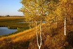 Нестеровские... березки!