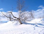 Старая береза в голубой тональности!