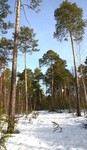 Без названия