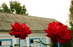 Дома и розы