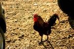 ПЕТУХ-МЕХАНИЗАТОР (ФОТОШУТКА)