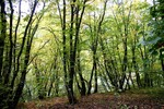 КАВКАЗСКИЙ ЛЕС