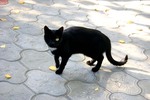А ЧЕРНОМУ КОТУ...ТАК И НЕ ВЕЗЕТ! (ОДНОГЛАЗЫЙ)