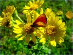 ЛЕТНИЙ МОТЫЛЕК!